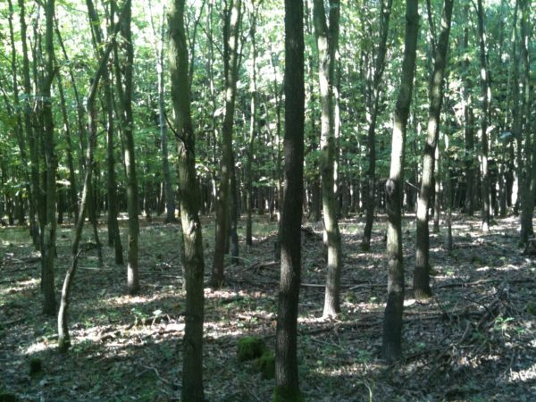 foto z iphone 3GS 197